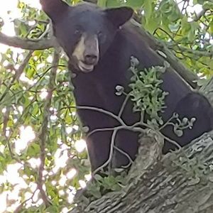 Meet your Posher, Barry